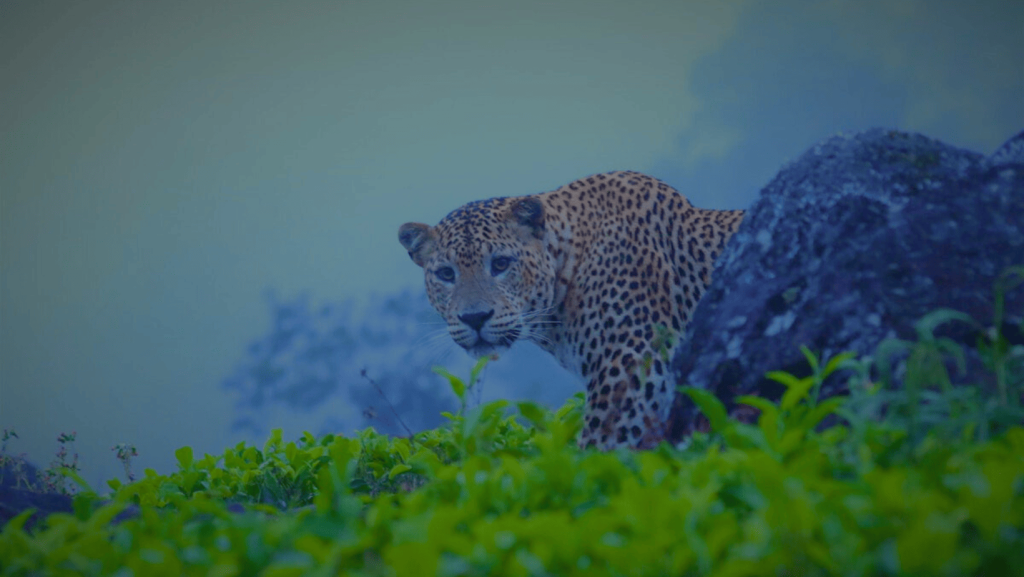 The Enigmatic Leopards of Horton Plains National Park, Sri Lanka