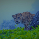 The Enigmatic Leopards of Horton Plains National Park, Sri Lanka