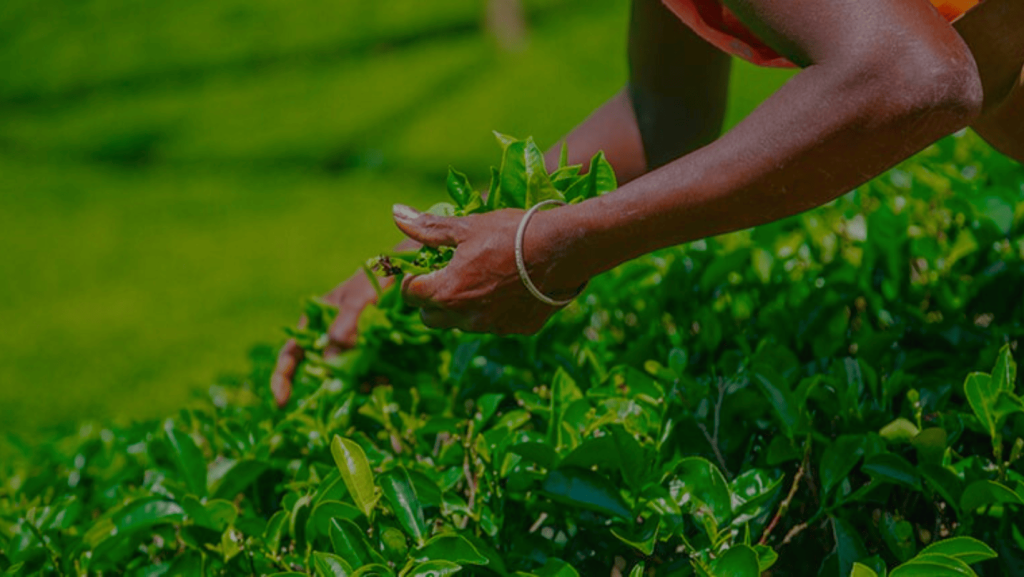 The Timeless Charm of Ceylon Tea