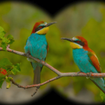 Birdwatching in Sri Lanka: Top Spots and Species to See