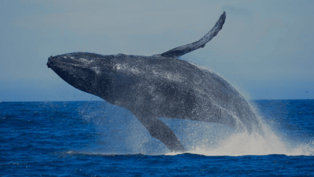 Sri Lanka's Top Destinations for Whale Watching