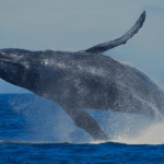 Sri Lanka's Top Destinations for Whale Watching